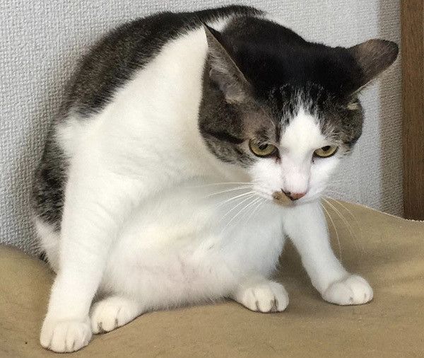 座る猫