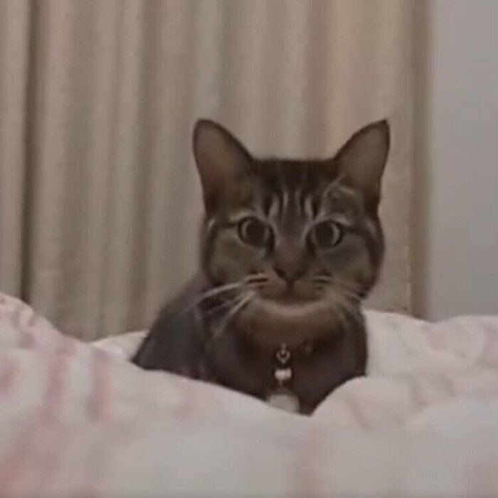 むくっと顔をあげるランちゃん