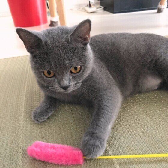 シャルトリュー