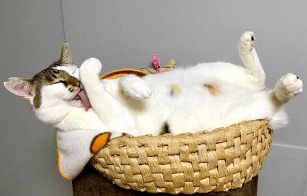 くつろぐ猫