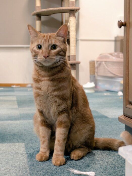 座っている1才2カ月頃の猫