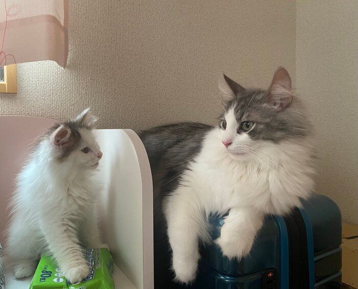 ノルウェージャンフォレストキャットの子猫と成猫