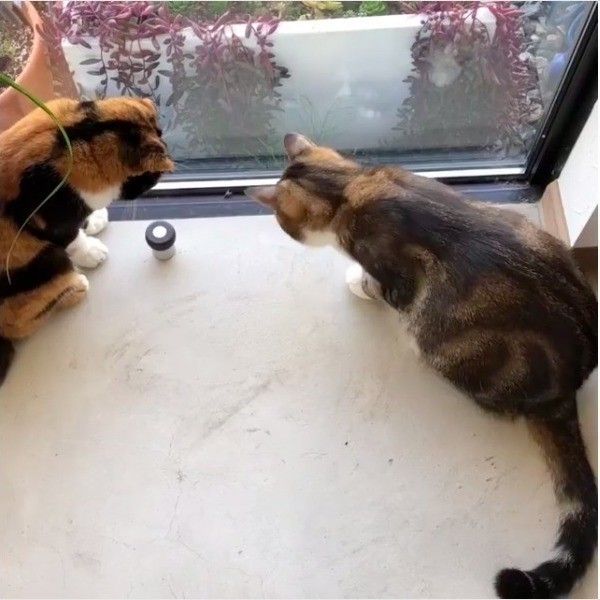 虫退治ニャンズ