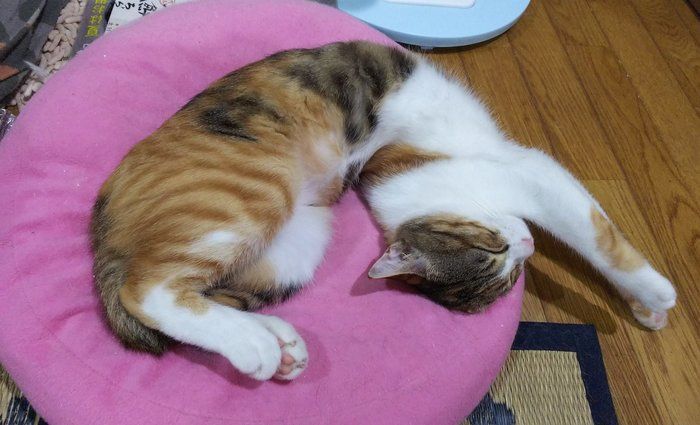 ねじり寝