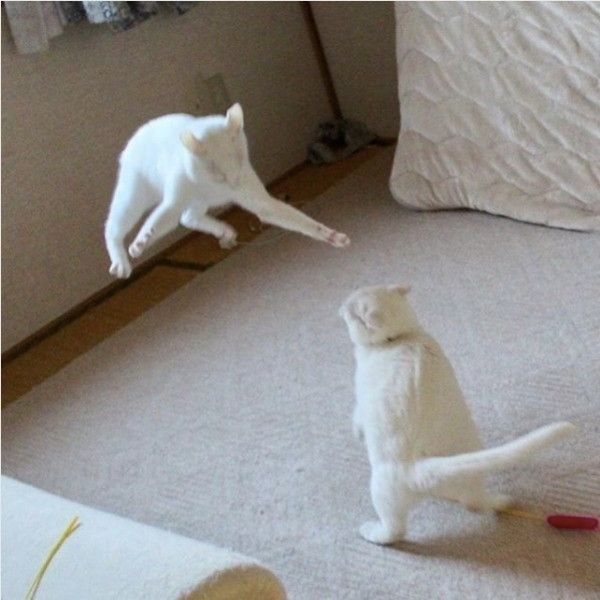 ニャローンニャンコ