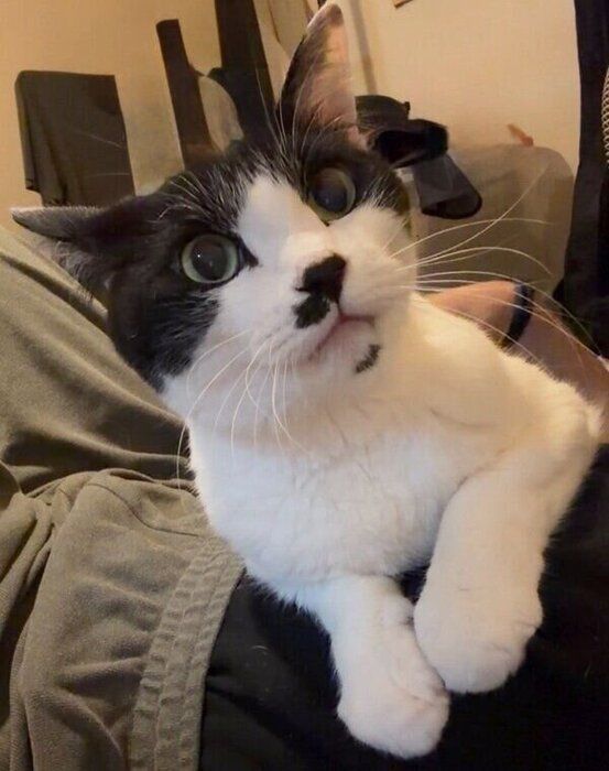 飼い主さんの体の上でまったり