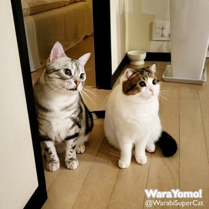 仲良しなわらびくん、よもぎちゃん