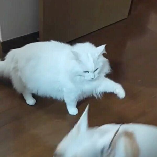 ハルクくんの「禁断のスイッチ」を押してしまったコテツくん