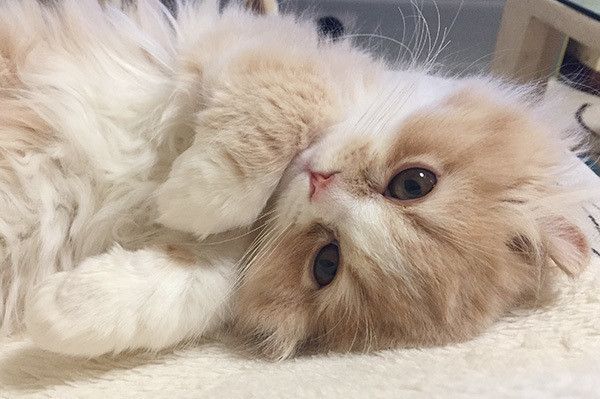 見つめる猫