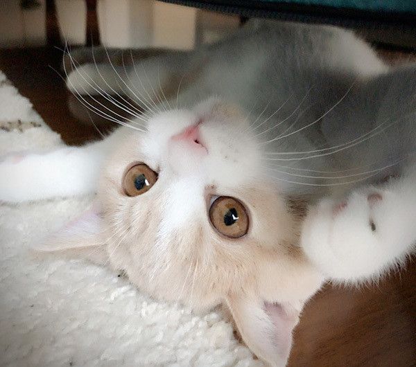 見つめる猫