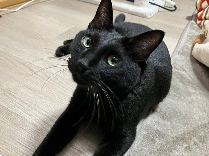 上目遣いをするピノくん