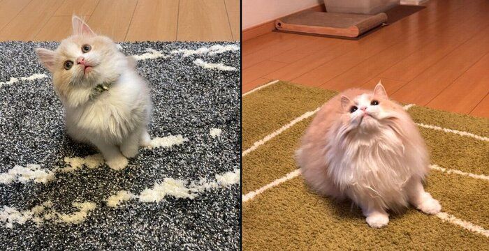 和音ちゃんの成長ビフォーアフター