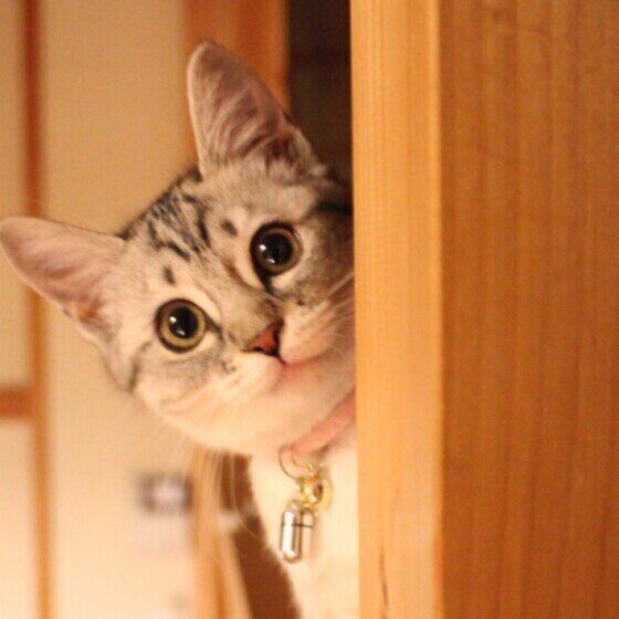 見つめる猫