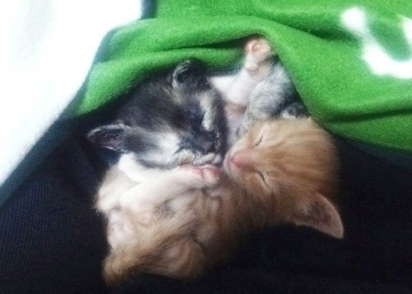 くっついて眠る子猫時代のちゃこちゃん、くろちゃん