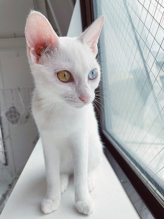 窓辺に座る生後約半年の猫