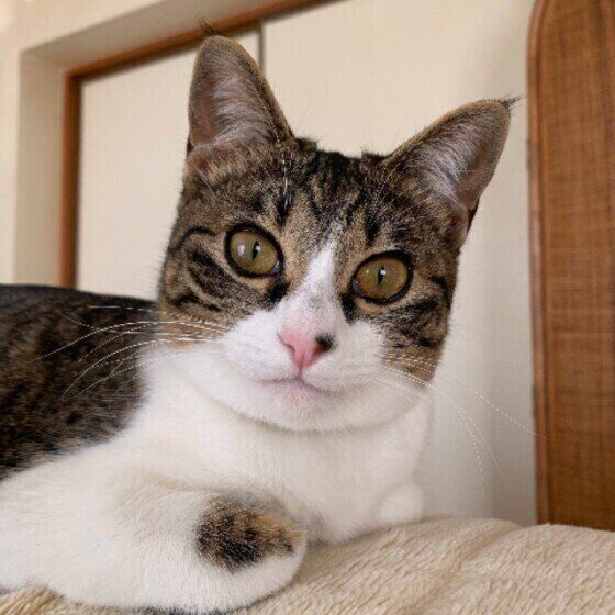 カメラを見つめる猫