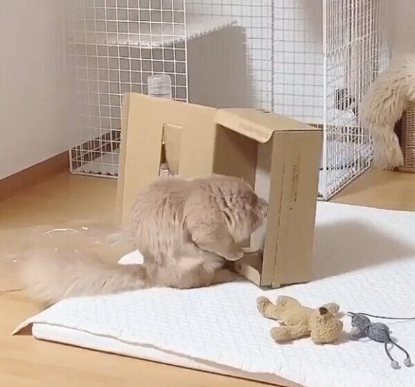 ダンボールが動いて驚くにこちゃん