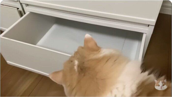 引出しの様子を探るレモンさん(スコティッシュフォールド、オス)