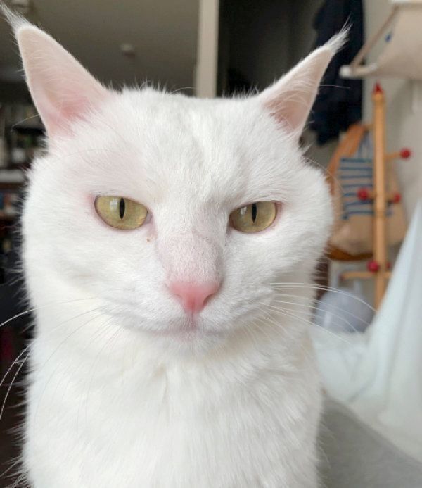 キリッとした表情の猫