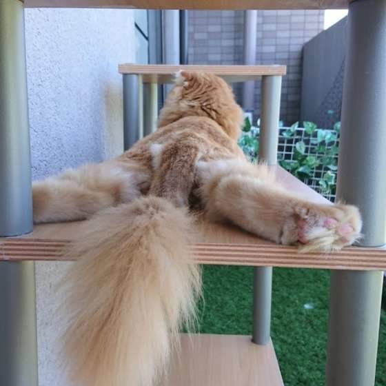 スコティッシュフォールドのお尻
