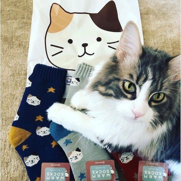 「FukuFukuにゃんこ」