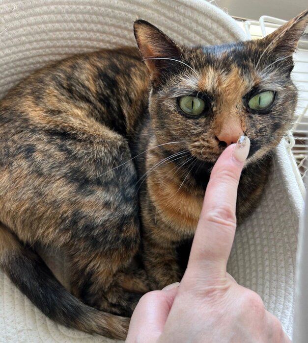 飼い主さんの手の匂いをクンクン嗅ぐきぬちゃん