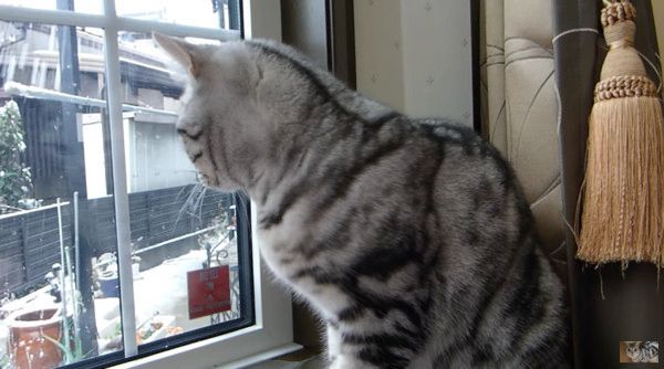 雪を見る猫