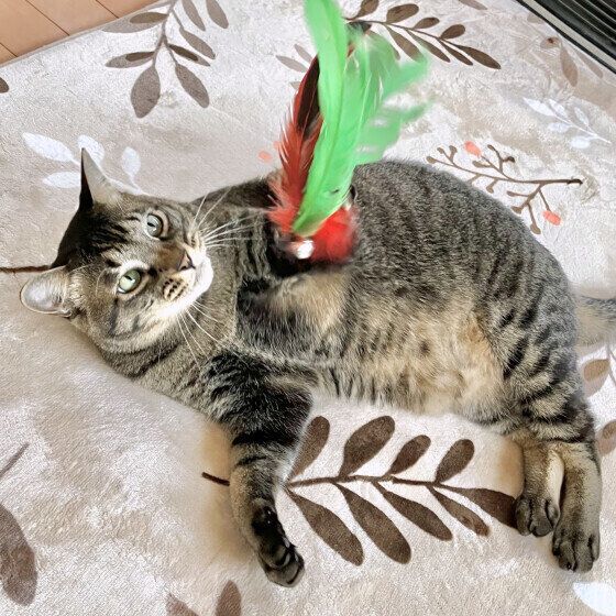 キジトラのらいりちゃん