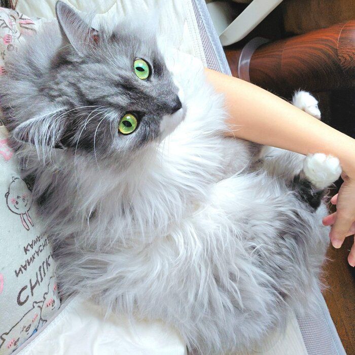 甘えるらんまるくん