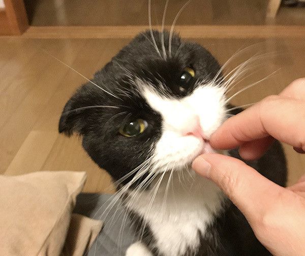 見つめる猫
