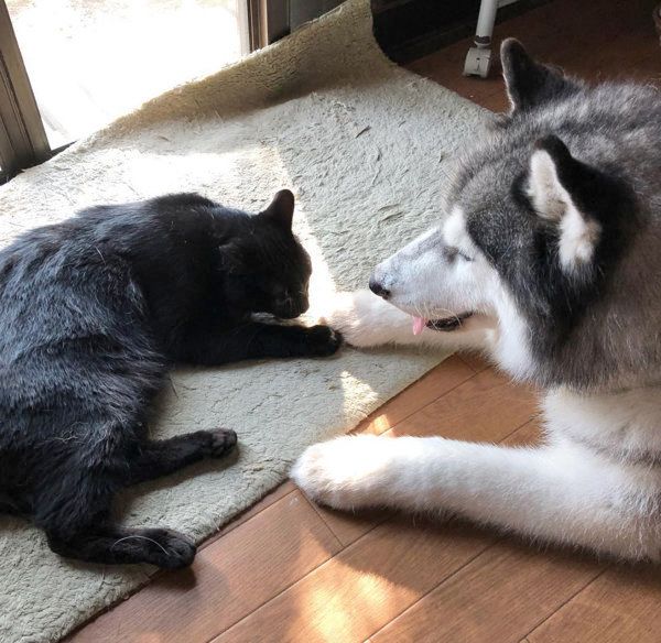 猫とハスキーの日常