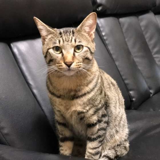 見つめる猫