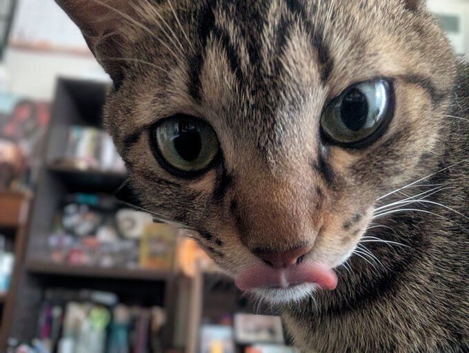 ベロを出すむぎくん