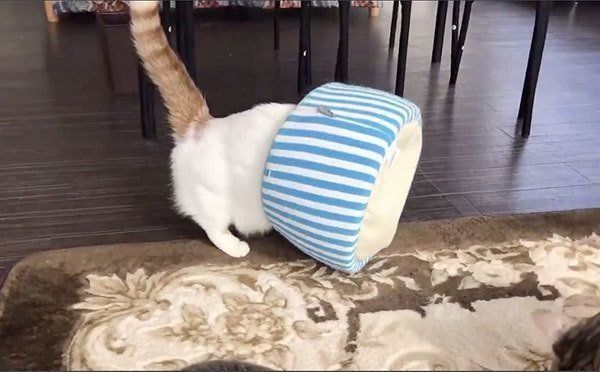 不思議な方法で猫ベッドに入るチロルくん