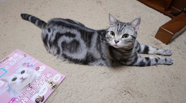 飼い主の気を引こうとする猫