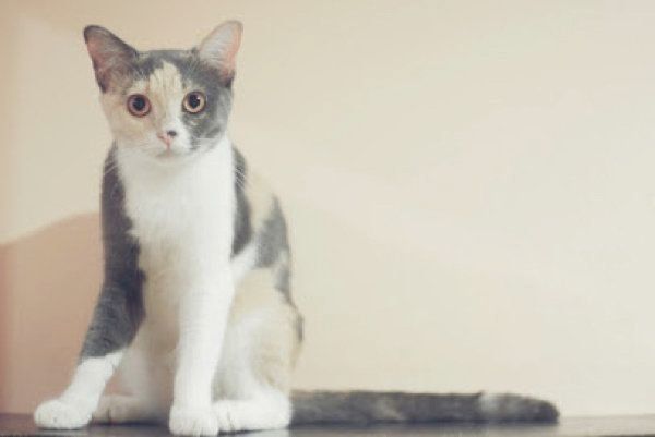 見つめる猫