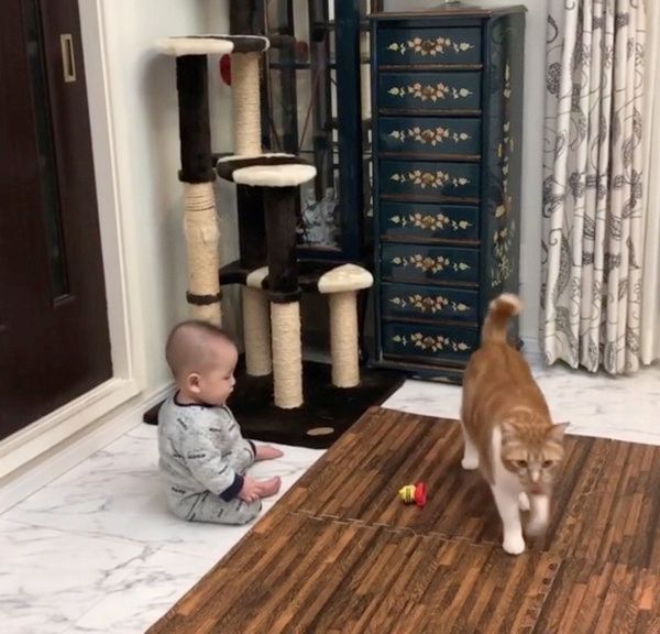 クールな猫