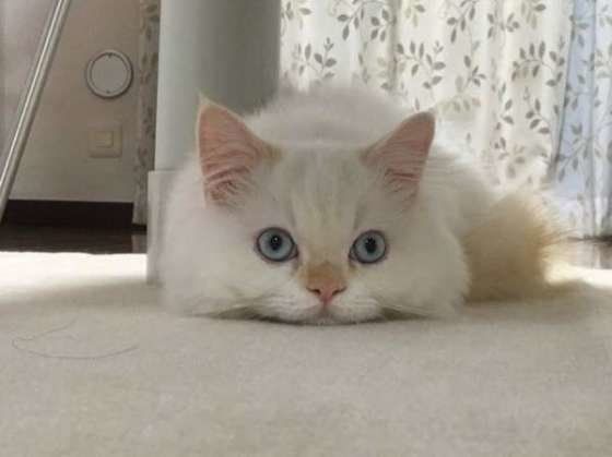たぬたぬ