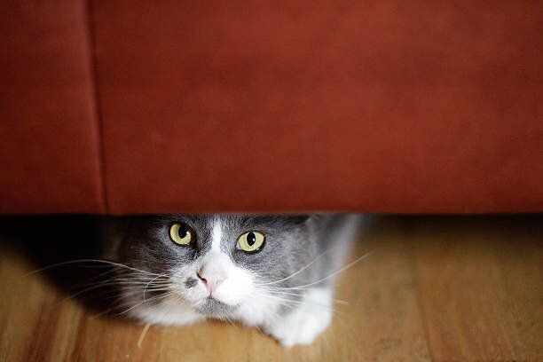 猫の下に隠れ、ソファー