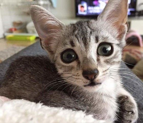 見つめる猫