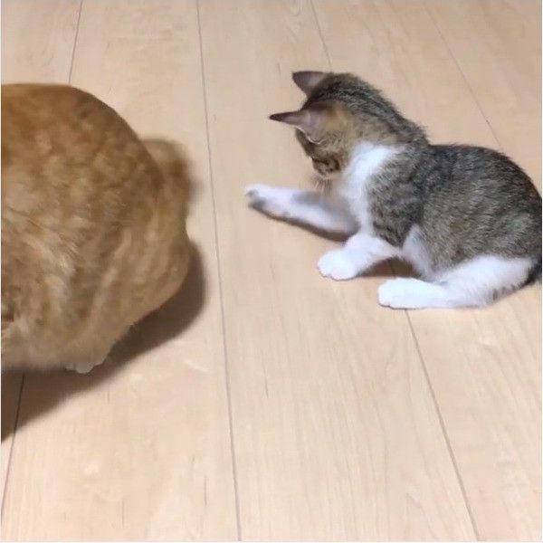 しっぽじゃらし大好きニャンコ
