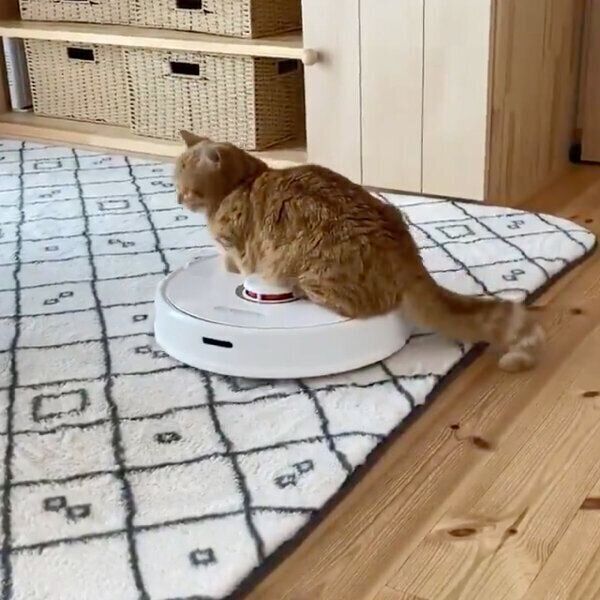 ロボット掃除機に乗って楽しむ猫→このままソファの下までイケる！と