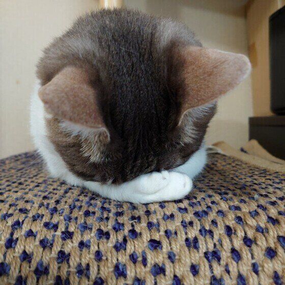 ごめん寝するサバトラ
