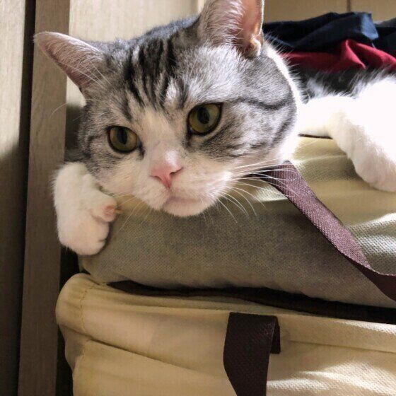 くつろぐスコティッシュフォールド