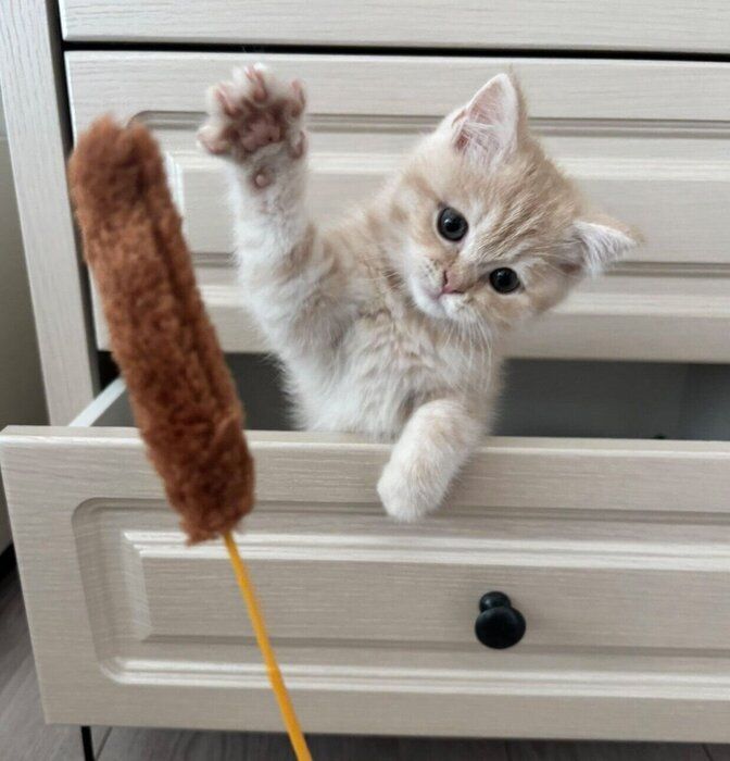 猫じゃらしで遊ぶめんまくん