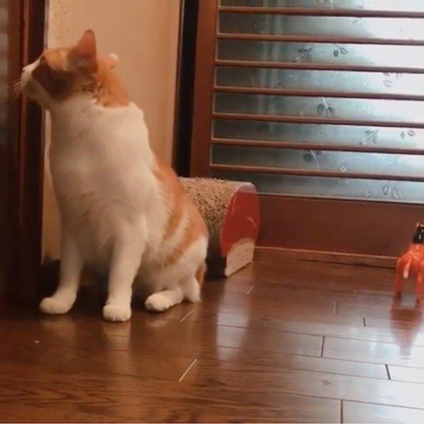馬のおもちゃをスルーする猫