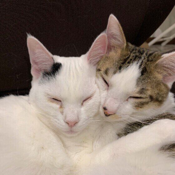 同居猫とお昼寝するキジトラのレン