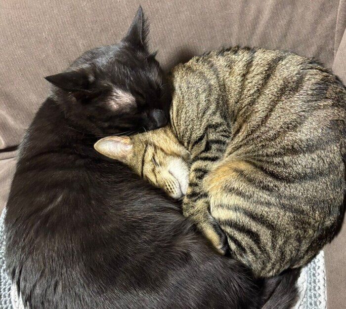 サラミくんにめり込んで眠るラムちゃん