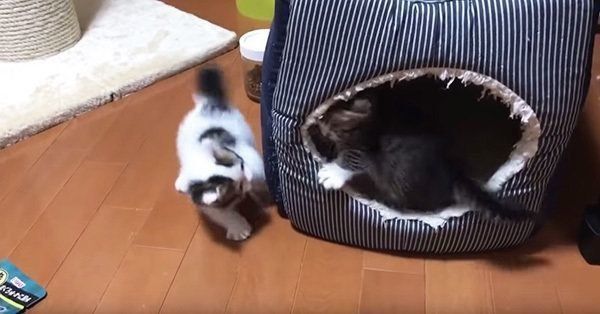 ケンカをする子猫