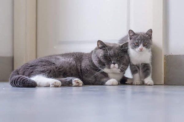 見つめる猫